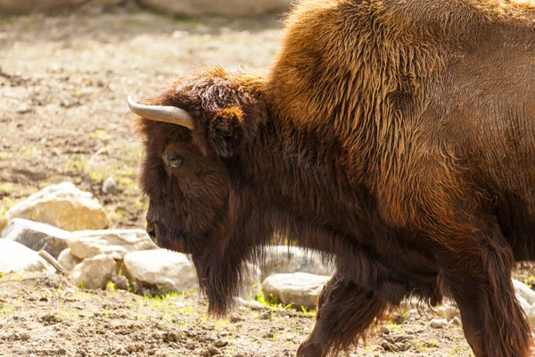 Bison North Canada — Stock Photo, Image