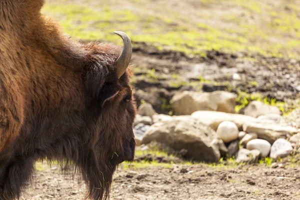 Bison North Canada — Stock Photo, Image