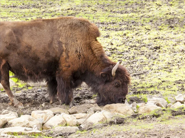 Ein Bison Nordkanada — Stockfoto