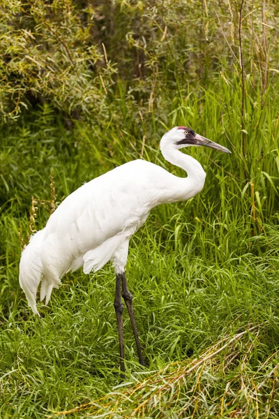 Whooping Cranes Wild — Stock Photo, Image