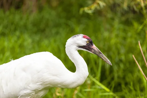 Grues Blanches Dans Nature — Photo