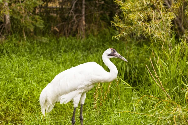 Whooping Cranes Wild — Stock Photo, Image