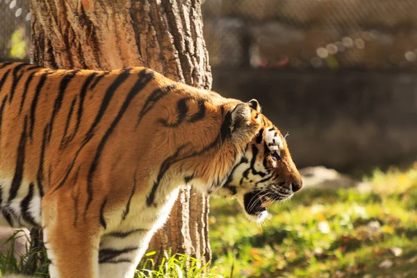 Tijger Het Wild — Stockfoto