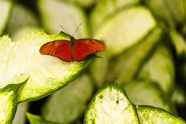 Butterfly Leaf Garden — Stock Photo, Image
