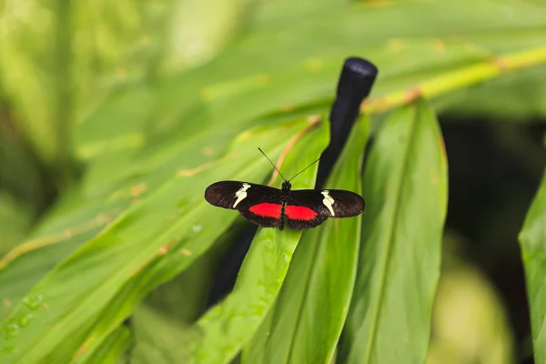 Mariposa Hoja Jardín — Foto de Stock