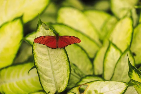 Πεταλούδα Στο Φύλλο Στον Κήπο — Φωτογραφία Αρχείου