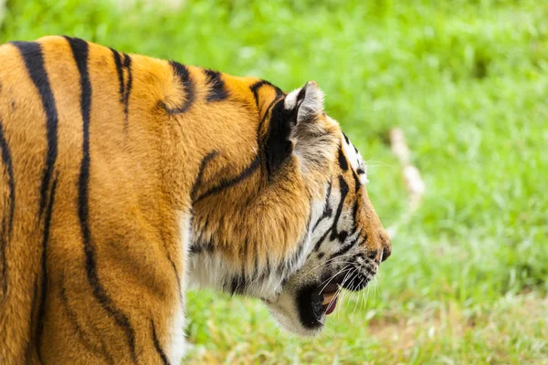 野生の虎 — ストック写真