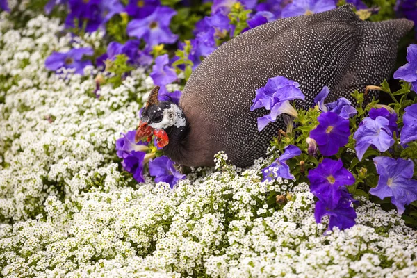 Guineafowl Casco Ave Guineafowl Casco África — Foto de Stock