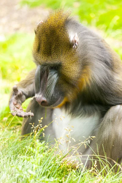 Felnőtt Férfi Mandrill Fűben — Stock Fotó