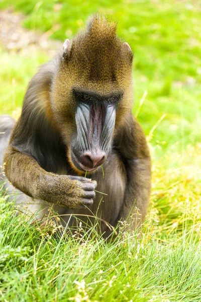 Felnőtt Férfi Mandrill Fűben — Stock Fotó