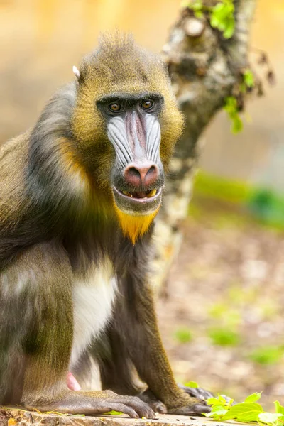 Felnőtt Férfi Mandrill Fűben — Stock Fotó