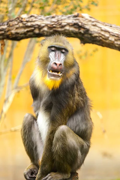 Mandril Macho Adulto Hierba —  Fotos de Stock