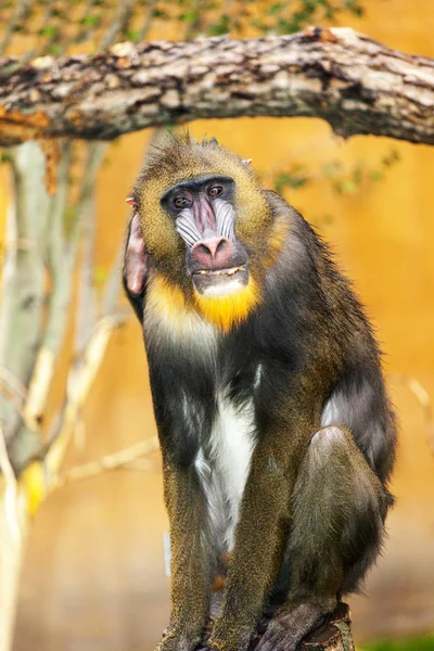 Adulto Masculino Mandrill Grama — Fotografia de Stock