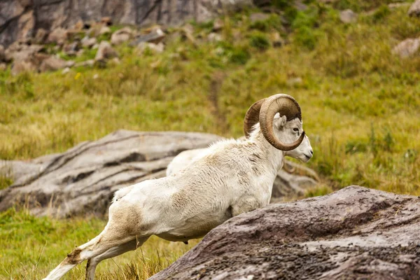 Dall Sheep Ovis Dalli Com Rack Espetacular — Fotografia de Stock