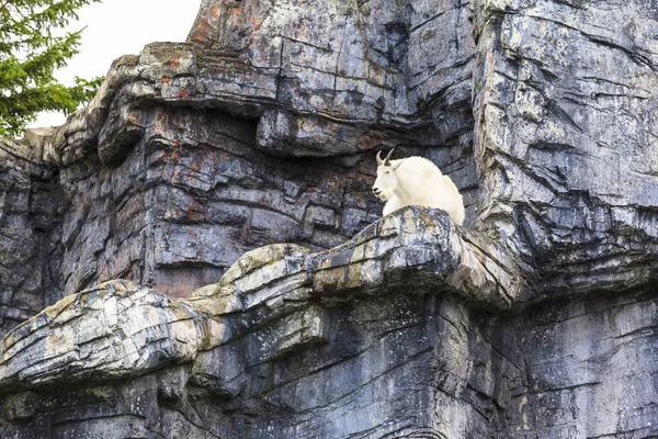 Rocky Mountain Κατσίκα Στην Άγρια Φύση — Φωτογραφία Αρχείου