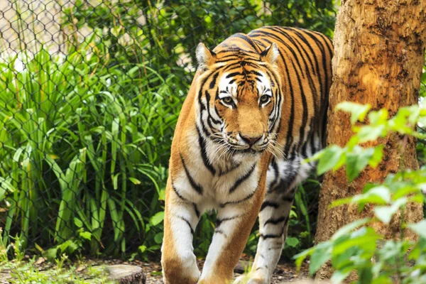 Amur Tijger Het Wild Close Opname — Stockfoto