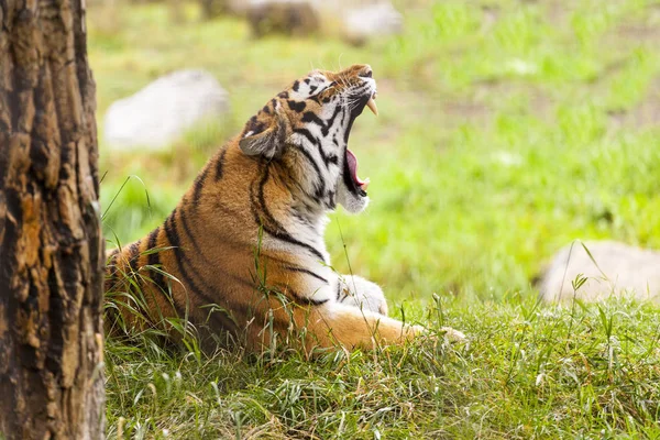 野生の虎 — ストック写真