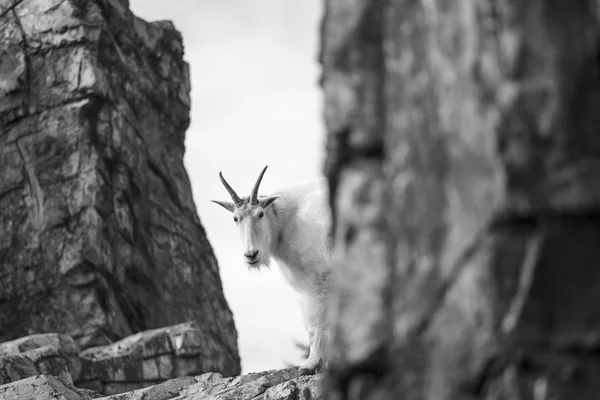 Rocky Mountain Goat Naturen — Stockfoto