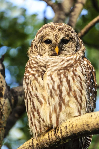 Feeding Grey Owl on a tree branch.