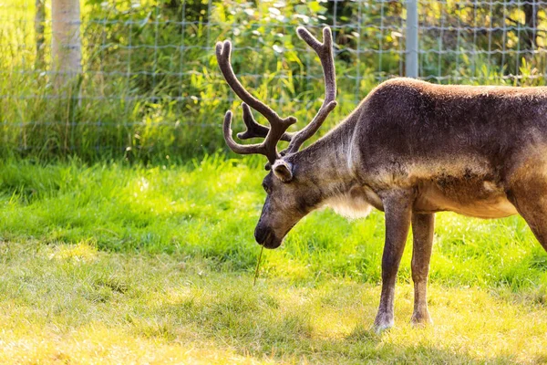 Reindeer Nature — Stock Photo, Image