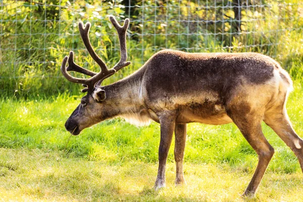 Reindeer Nature — Stock Photo, Image