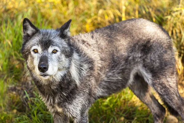 Loup Gris Dans Les Rocheuses Canadiennes — Photo