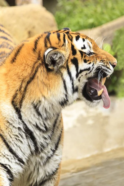 Tiger Freier Wildbahn — Stockfoto