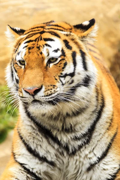 Tiger Freier Wildbahn — Stockfoto