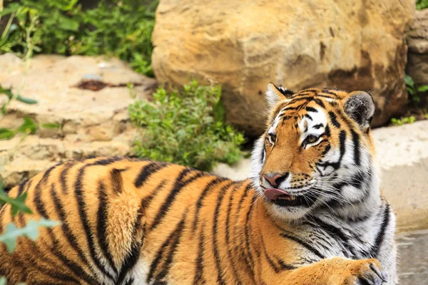 Tigre Naturaleza — Foto de Stock