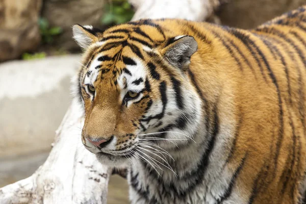 Tigre Naturaleza — Foto de Stock