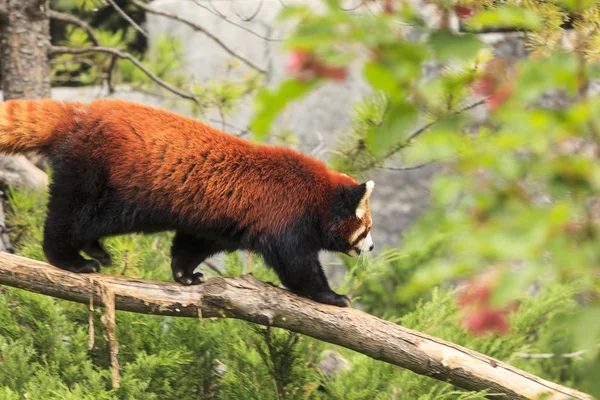 Roter Panda Freier Wildbahn Nahaufnahme — Stockfoto