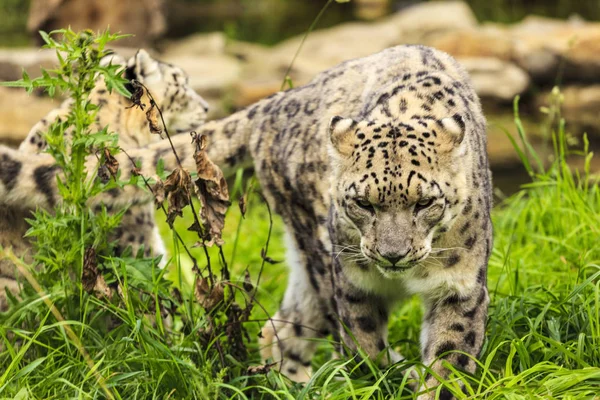 Snow Leopard Wils Latin Unica Unica — Stock Photo, Image