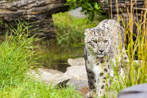 Snow Leopard Wils Latin Unica Unica — Stock Photo, Image