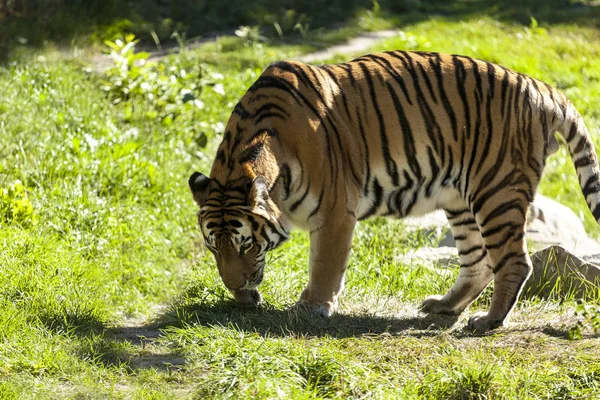 Tijger Het Wild — Stockfoto