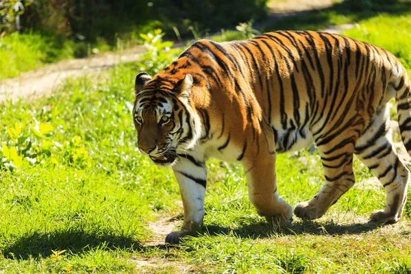 Τίγρης Στην Άγρια Φύση — Φωτογραφία Αρχείου