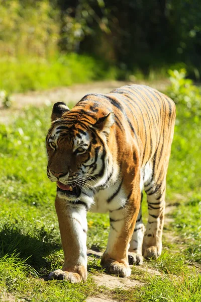Τίγρης Στην Άγρια Φύση — Φωτογραφία Αρχείου