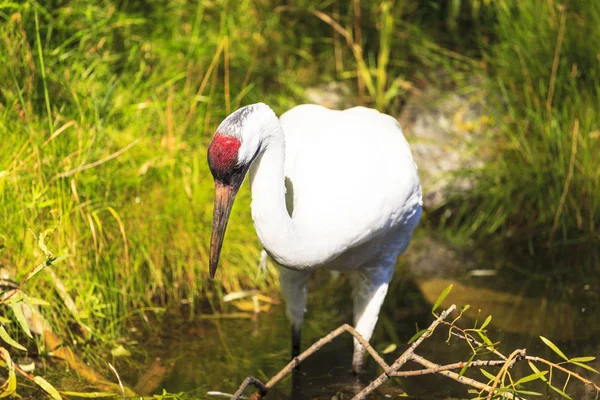 Whooping Cranes Wild — Stock Photo, Image