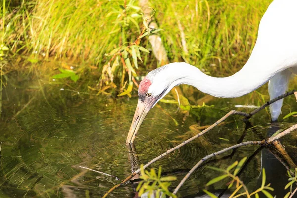 Grues Blanches Dans Nature — Photo