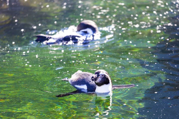 Afrikaanse Pinguïn Afrikaanse Pinguïn Mendiculus Demersus Ook Bekend Als Jackass — Stockfoto