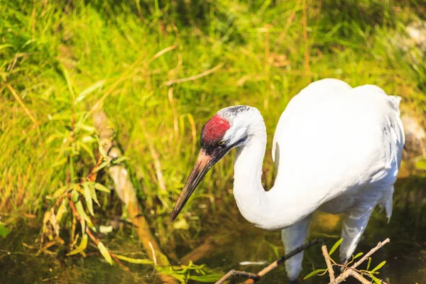 Grues Blanches Dans Nature — Photo