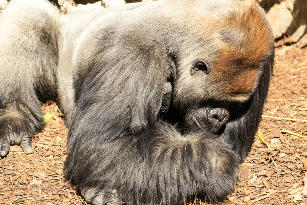 Ergen Alçak Toprak Dişi Goril Çekimi Kapat — Stok fotoğraf