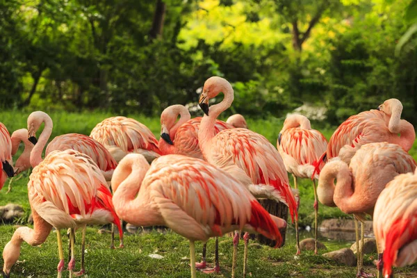 Pink Flamingo Naturalnym Otoczeniu — Zdjęcie stockowe