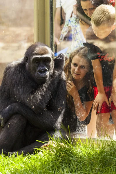 Calgary Canada July 27, 2014: Young and old people visiting the Calgary Zoo at the gorilla encloser. Calgary Zoo have a great standard and offers to visitors more than just simple viewing a species.