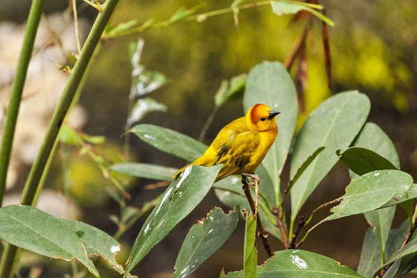 Exotischer Kleiner Tropischer Singvogel Grünen Naturlebensraum Des Waldes — Stockfoto