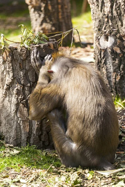 Női Serdülő Alacsony Föld Gorilla — Stock Fotó