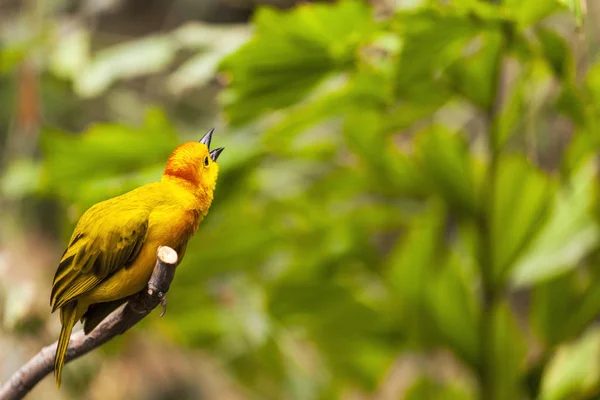 Exotic small tropical song bird, in the green forest nature habitat