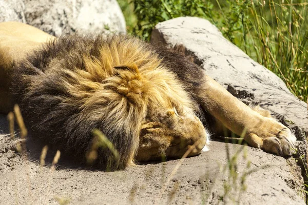 Descansando Jovem Leão Masculino Tanzânia África — Fotografia de Stock