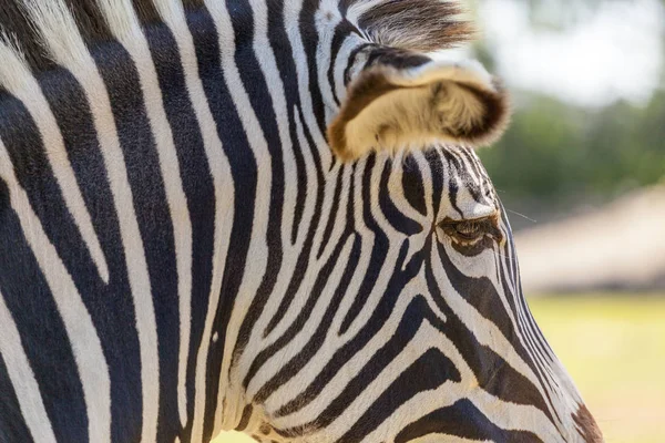 Zebry Pastvinách Jednom Keňských Národních Parků Hranicích Tanzanské Afriky — Stock fotografie