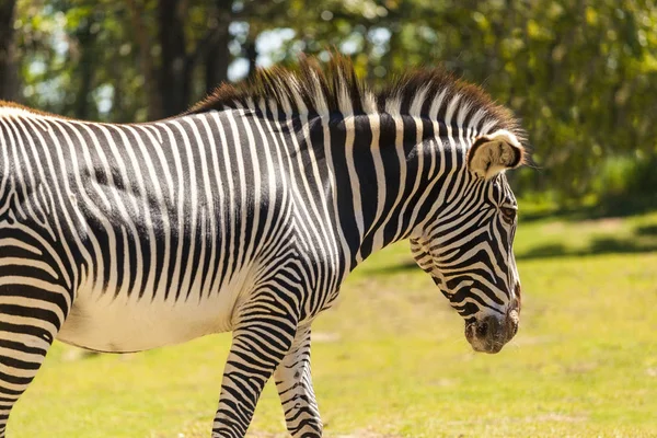 Zebry Pastvinách Jednom Keňských Národních Parků Hranicích Tanzanské Afriky — Stock fotografie