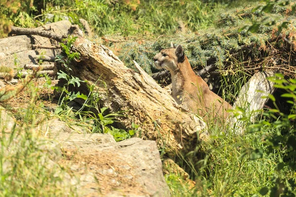 Puma Dangeres Sedí Zeleném Lese Velká Divoká Kočka Přirozeném Prostředí — Stock fotografie